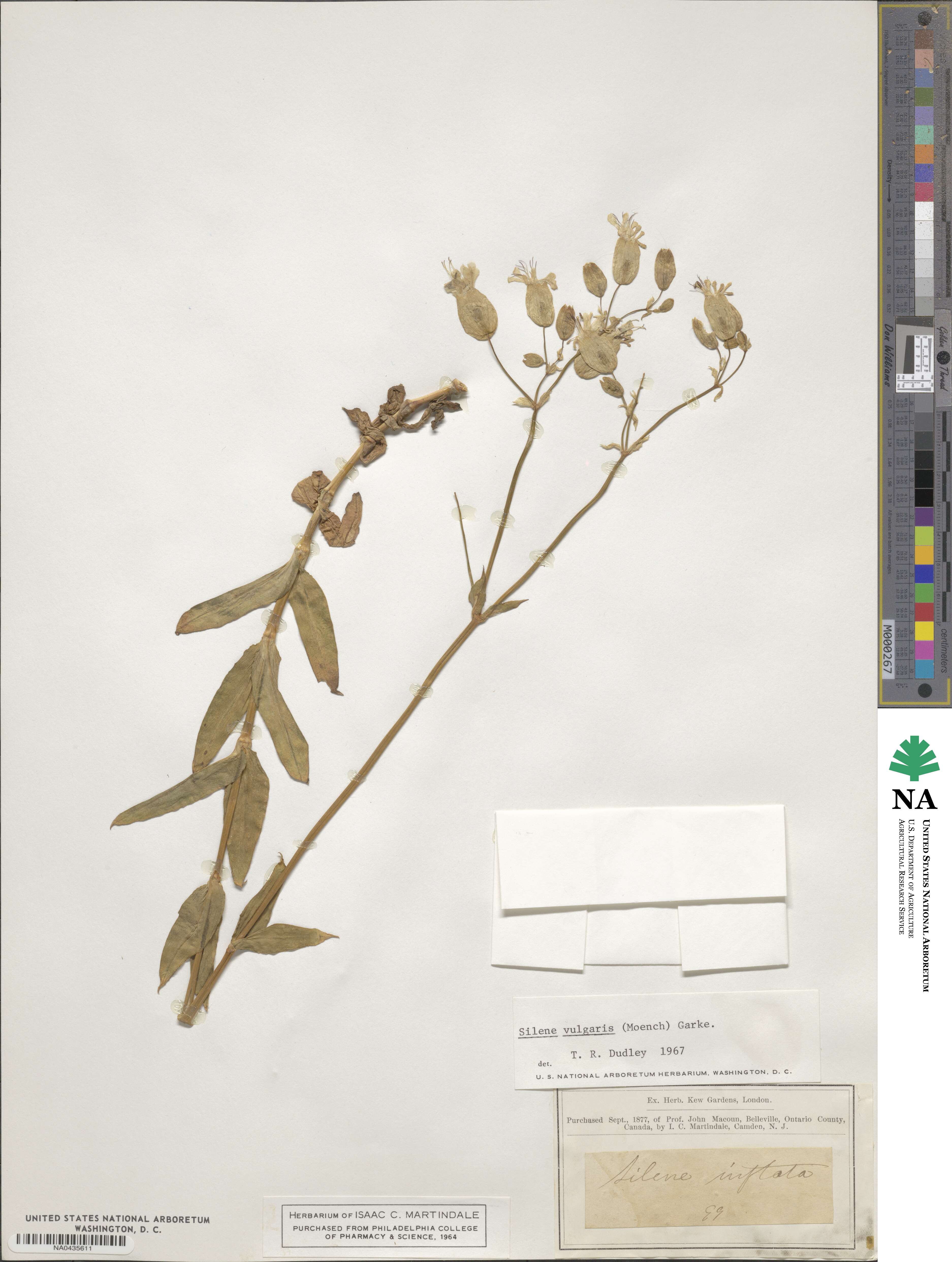 Silene vulgaris image