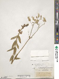 Silene vulgaris image