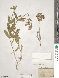 Silene vulgaris image