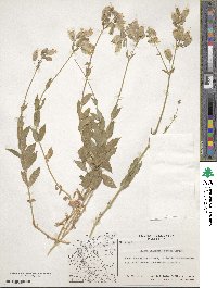 Silene vulgaris image