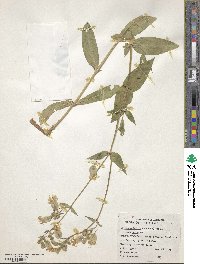 Silene vulgaris image