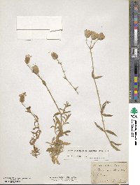 Silene uniflora image