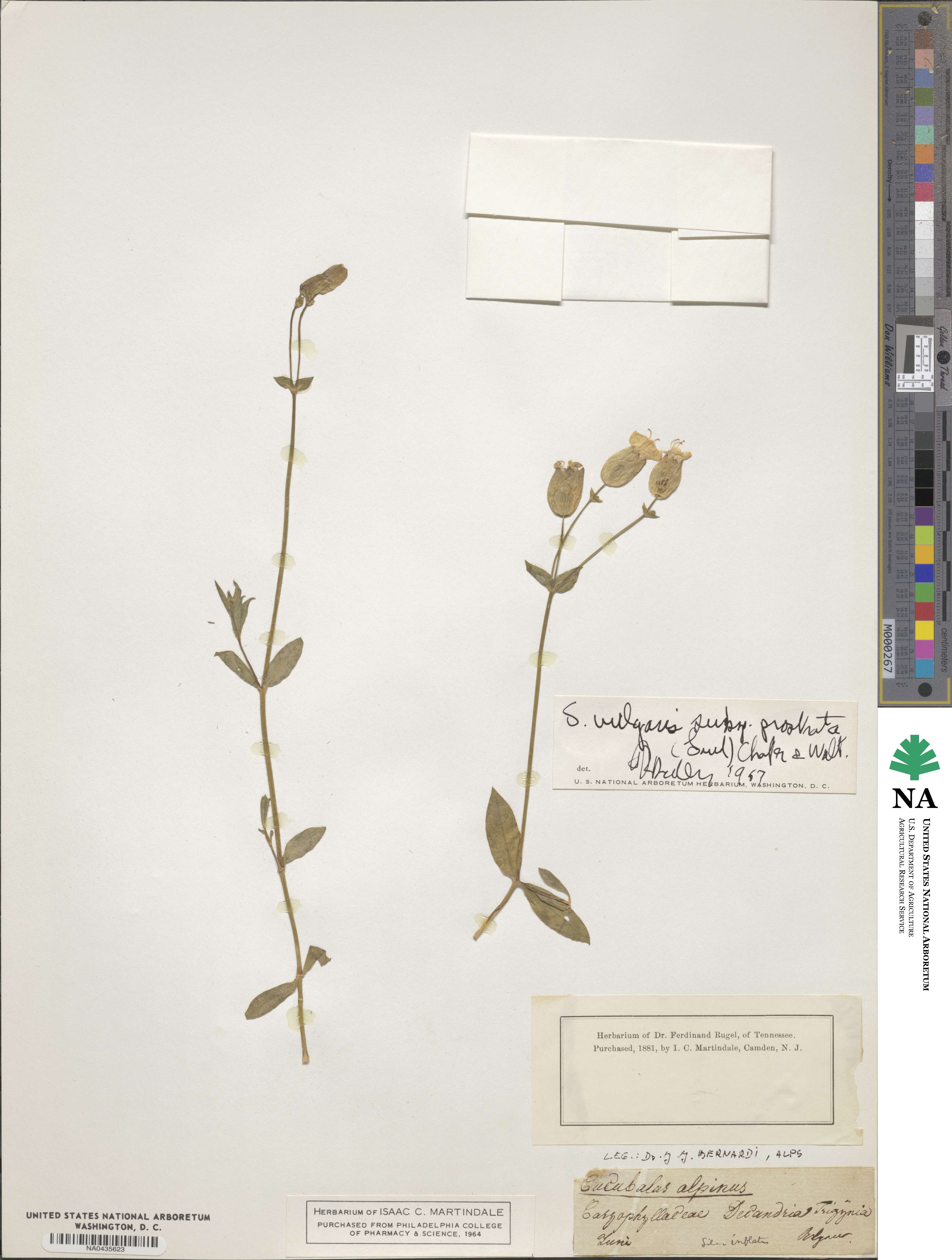 Silene glareosa subsp. prostrata image