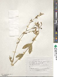 Silene montbretiana image