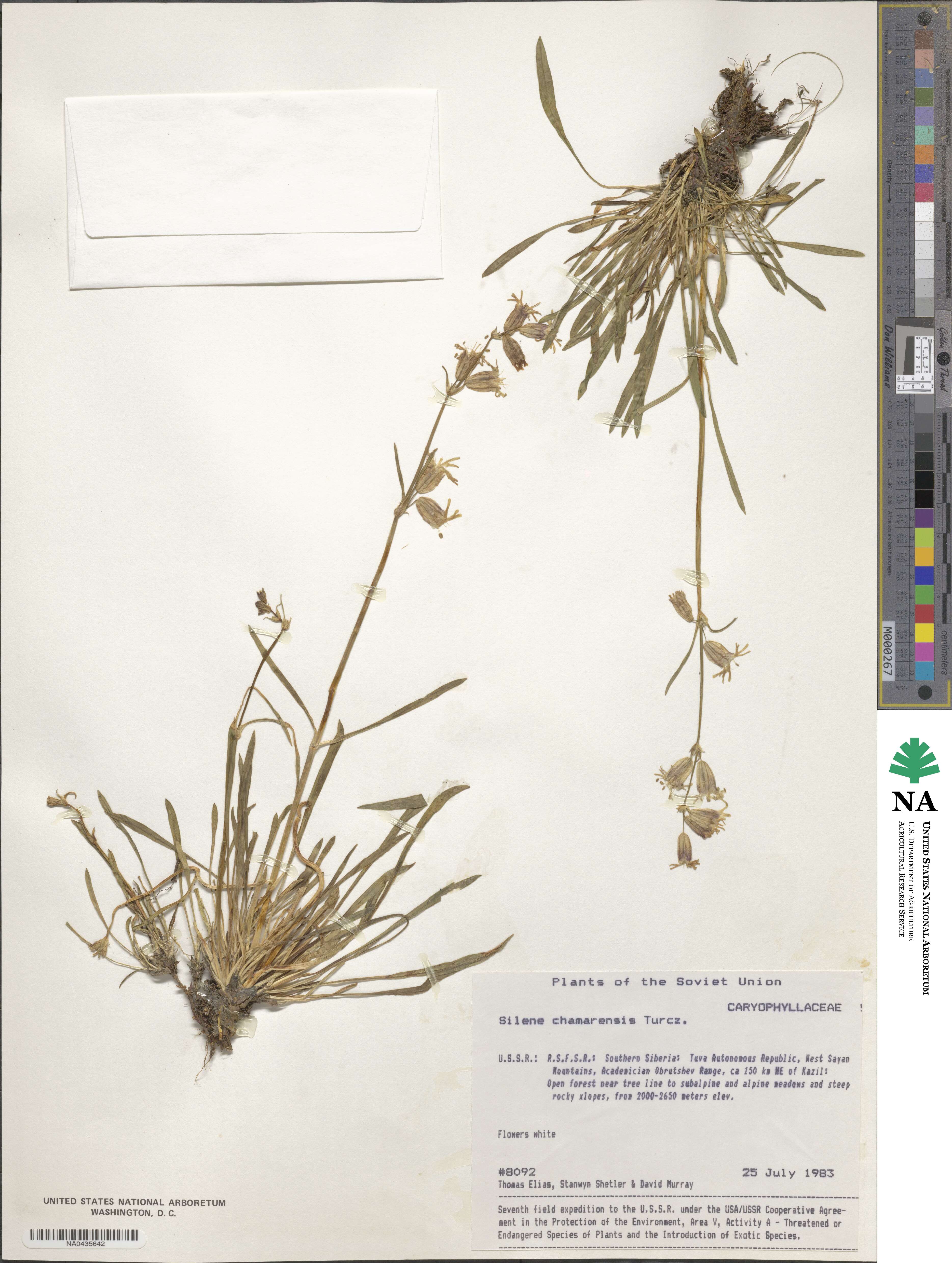 Silene chamarensis image