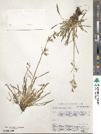 Silene chamarensis image