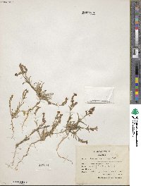 Silene coniflora image