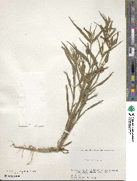 Silene conoidea image