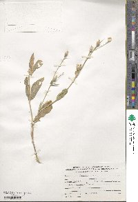 Silene conoidea image