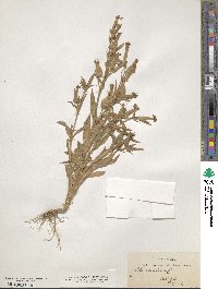 Silene conoidea image