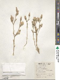 Silene conoidea image