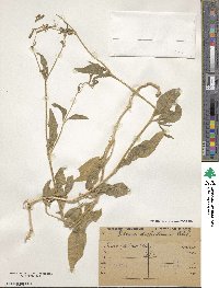 Silene dichotoma image