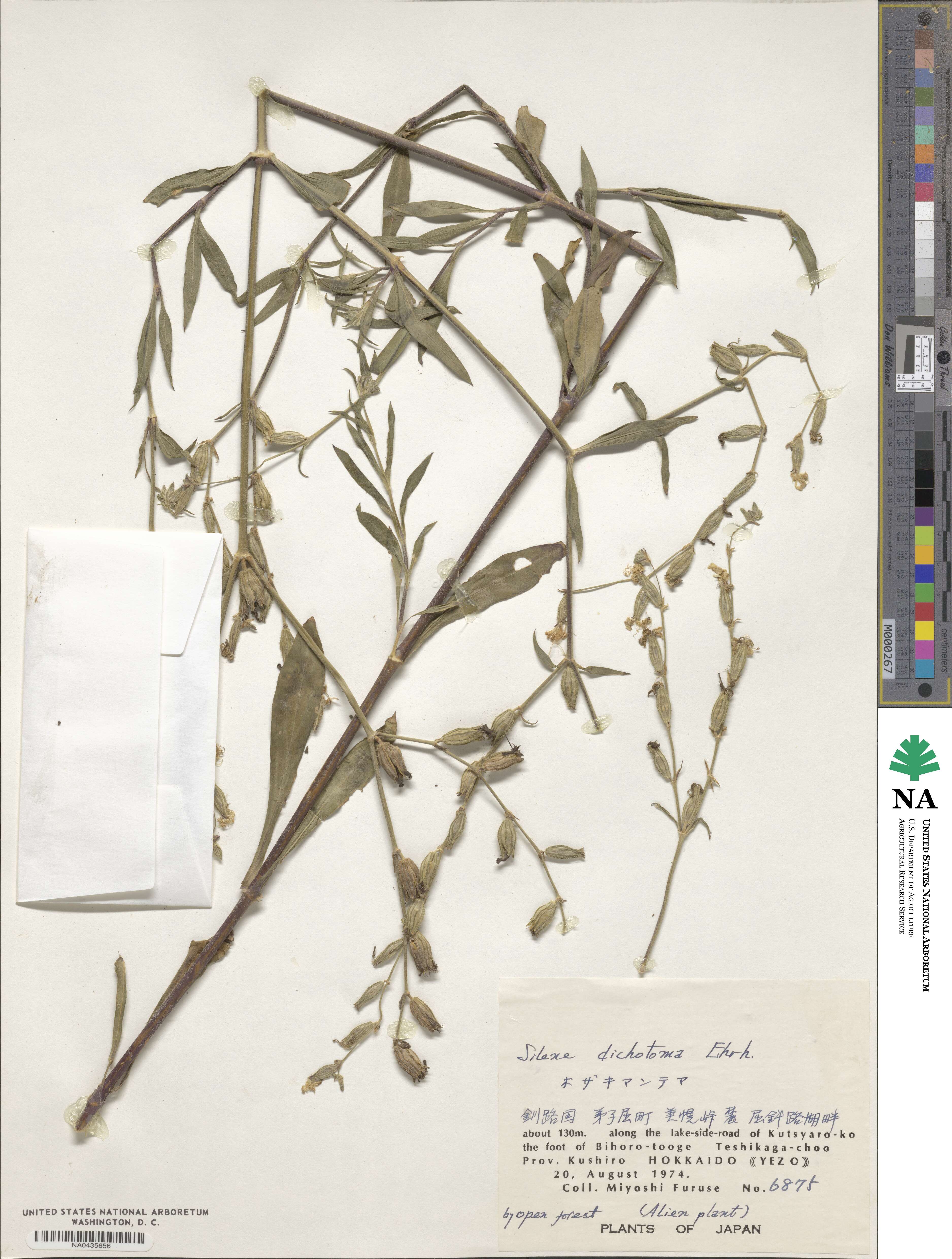 Silene dichotoma image