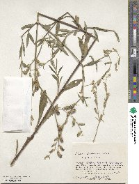 Silene dichotoma image