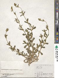 Silene gallica image