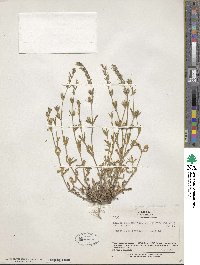 Silene gallica image