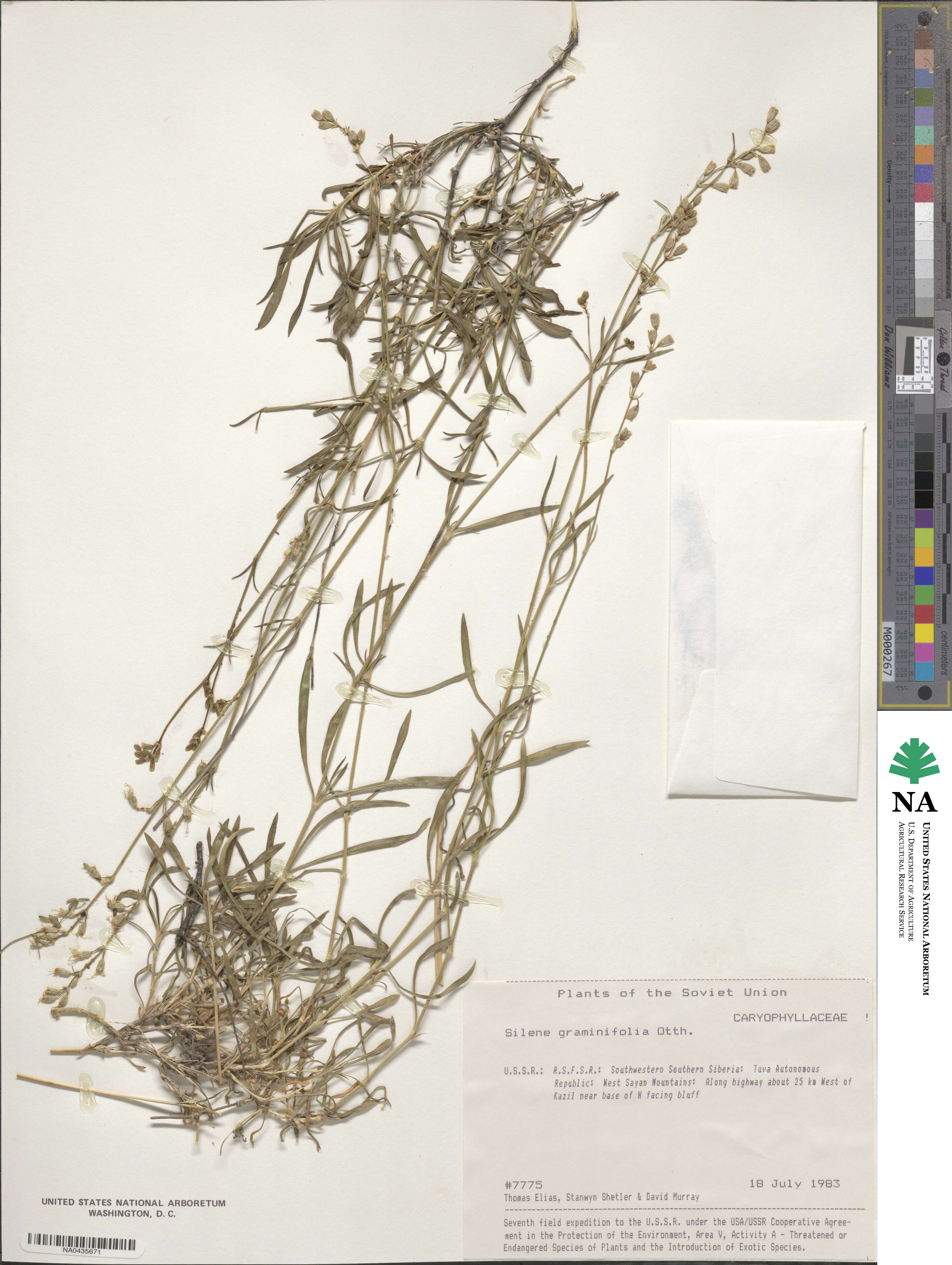 Silene graminifolia image