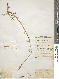 Silene jenisseiensis subsp. jenisseiensis image