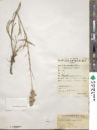 Silene jenisseiensis subsp. jenisseiensis image