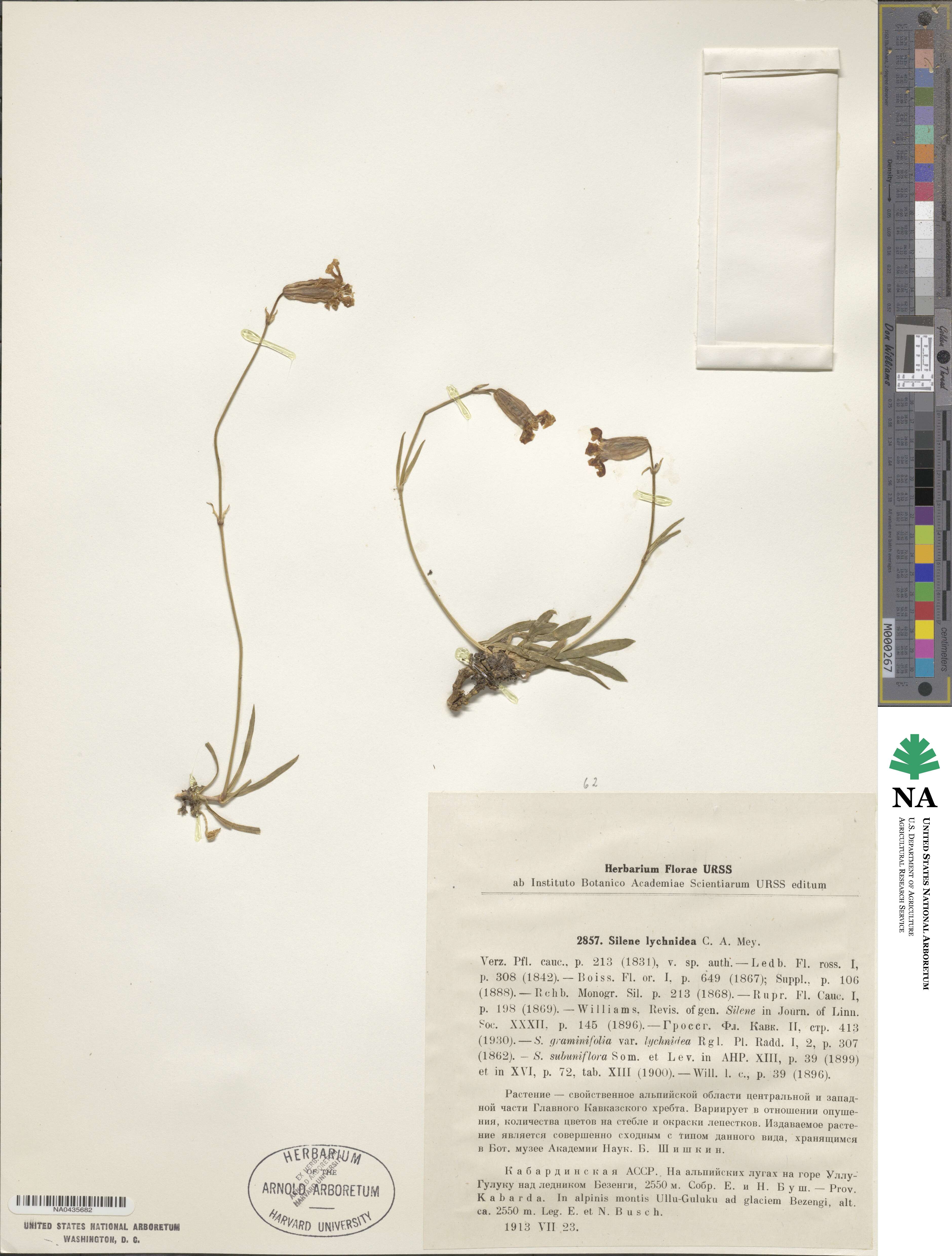 Silene lychnidea image