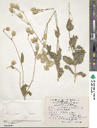 Silene multifida image