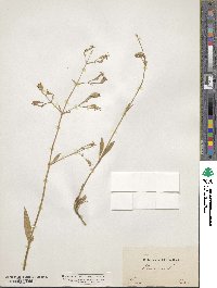 Silene nutans image