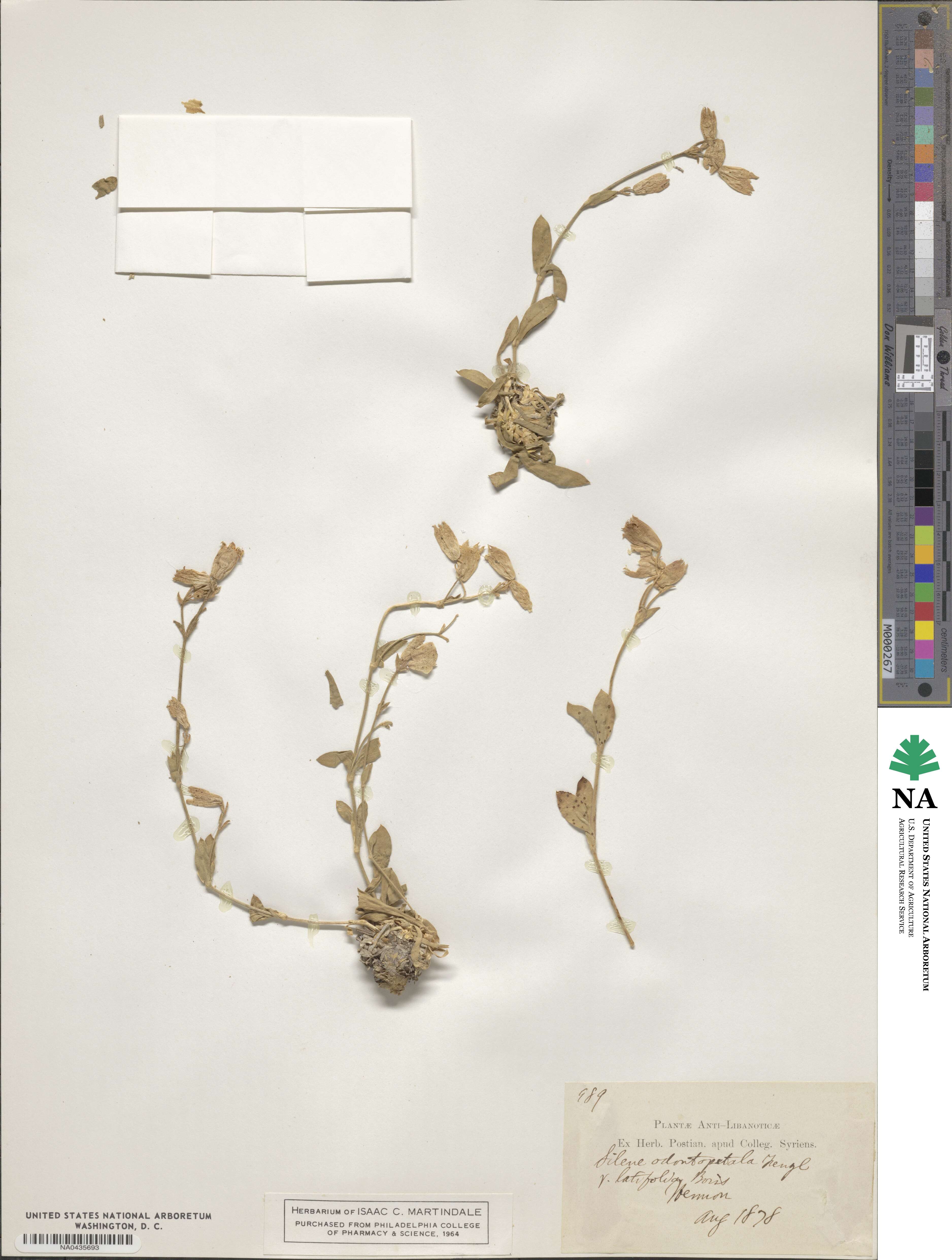 Silene odontopetala subsp. physocalyx image