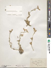 Silene odontopetala subsp. physocalyx image