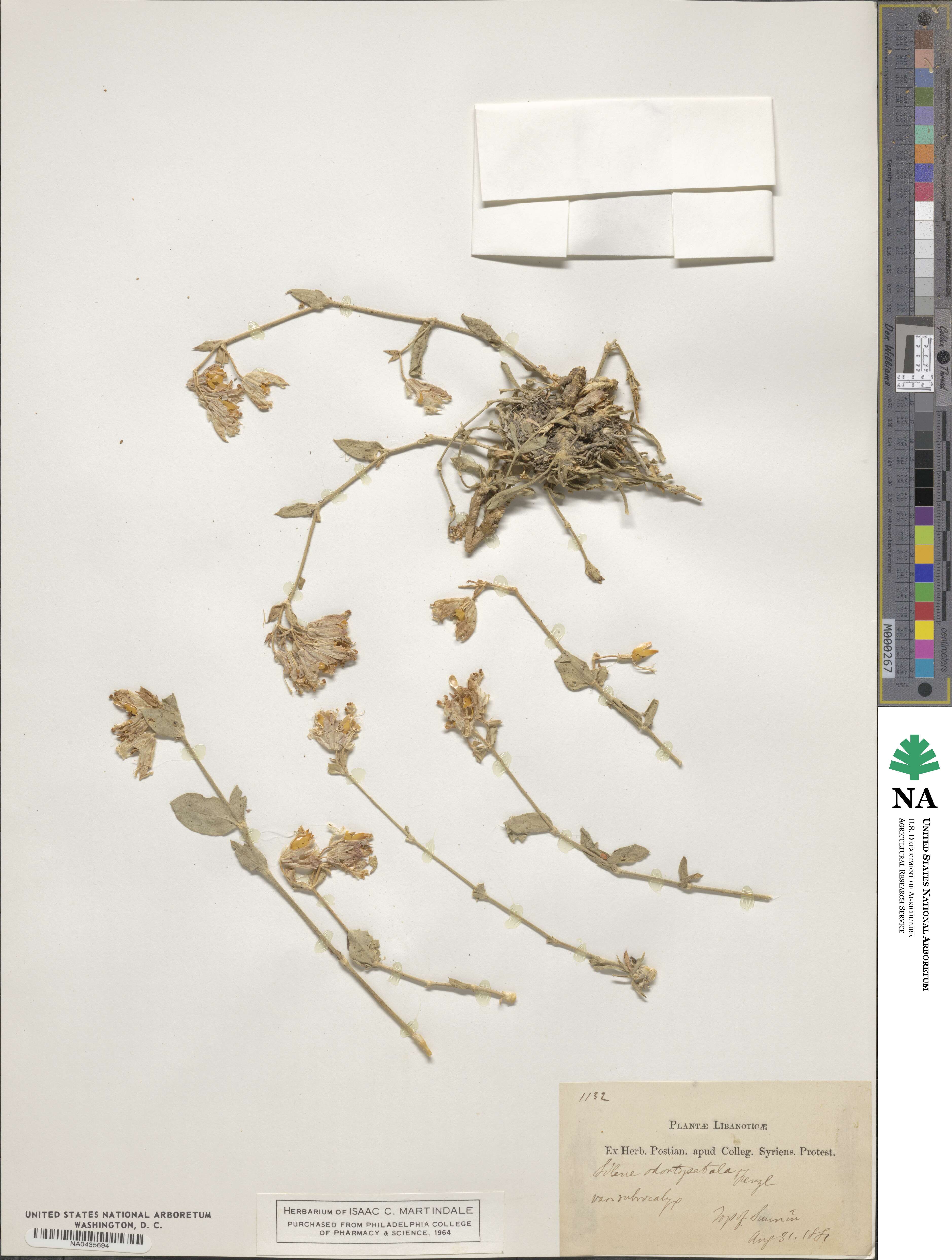 Silene odontopetala subsp. physocalyx image