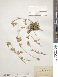 Silene odontopetala subsp. physocalyx image