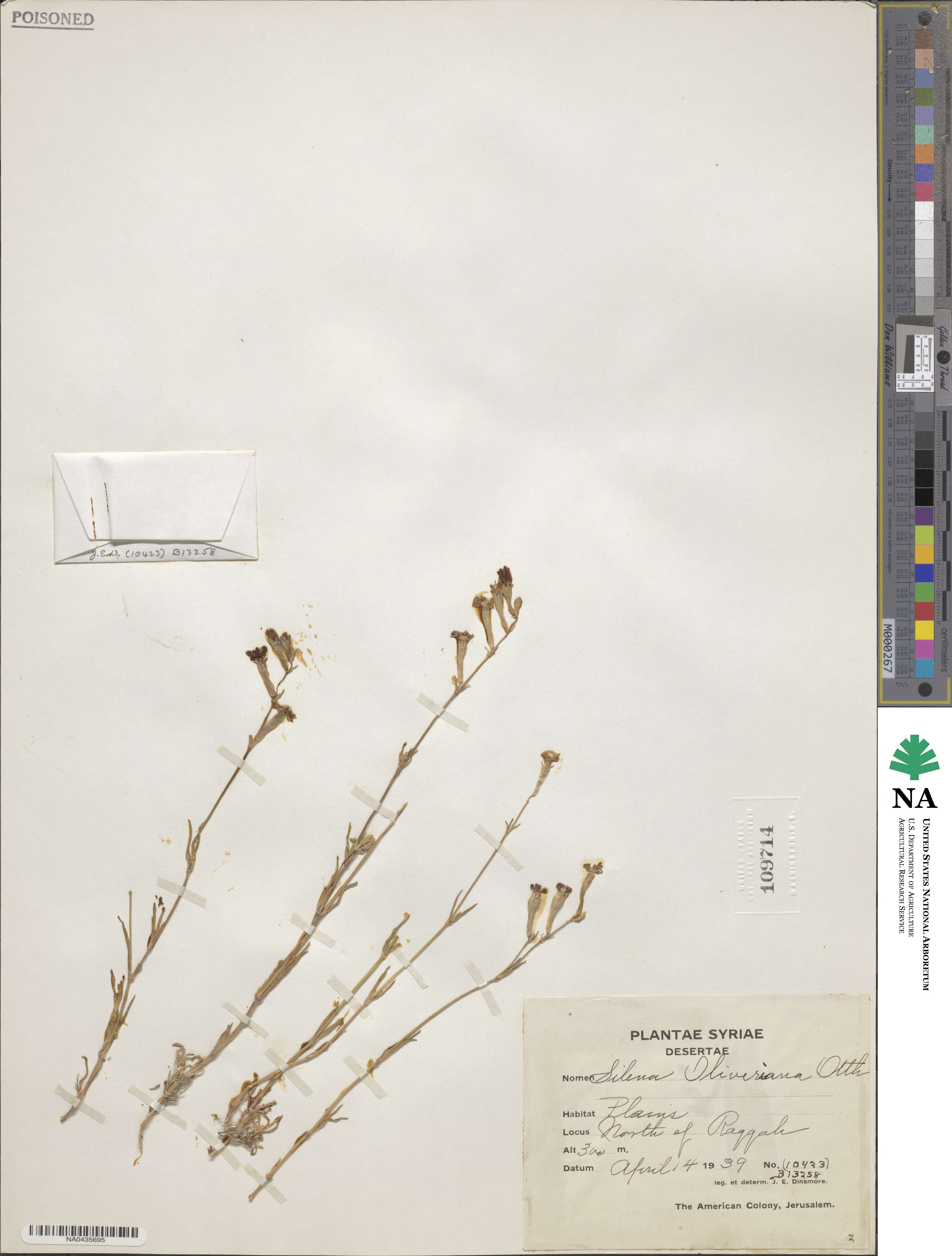 Silene oliveriana image