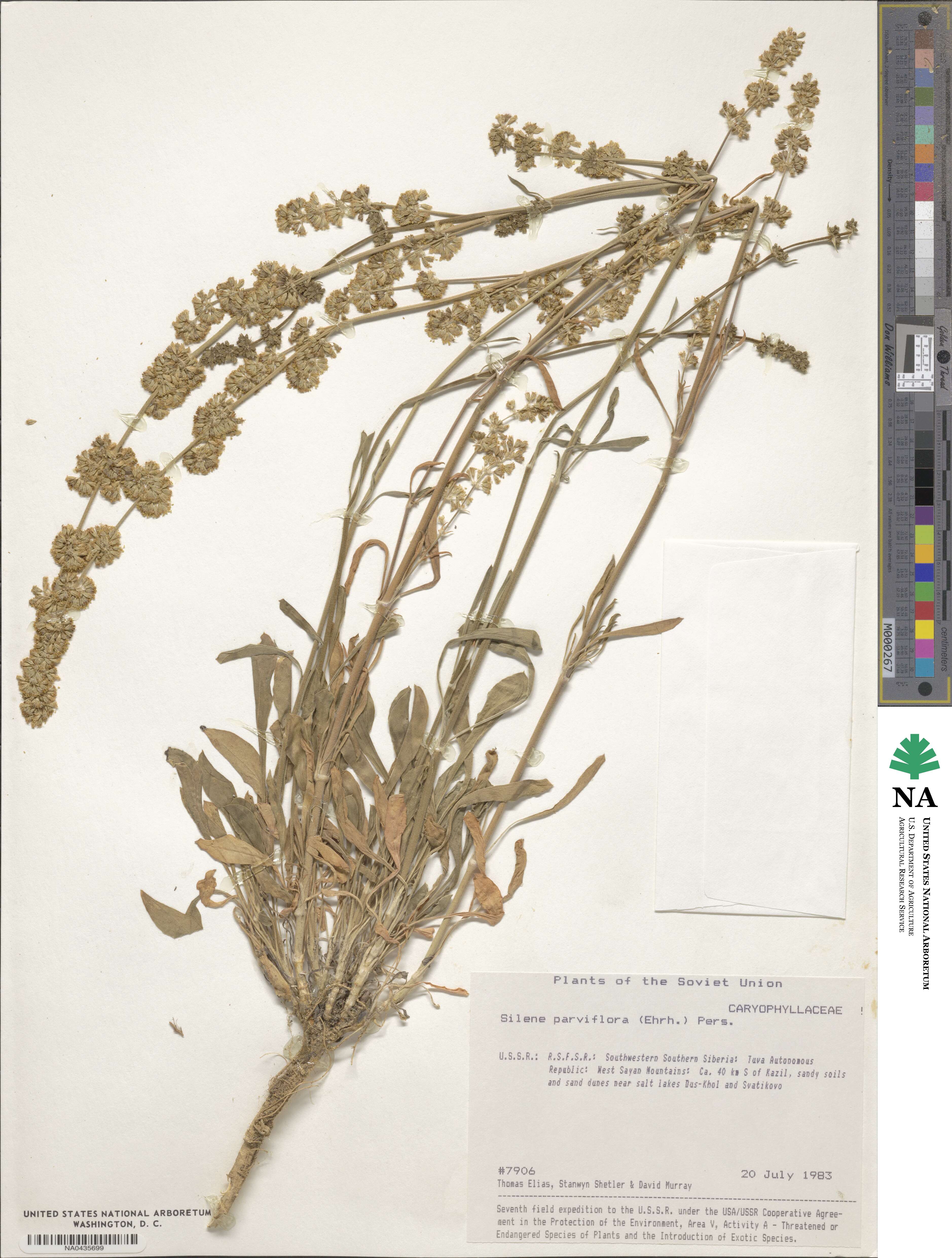 Silene parviflora image