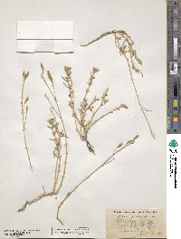 Silene argentea image