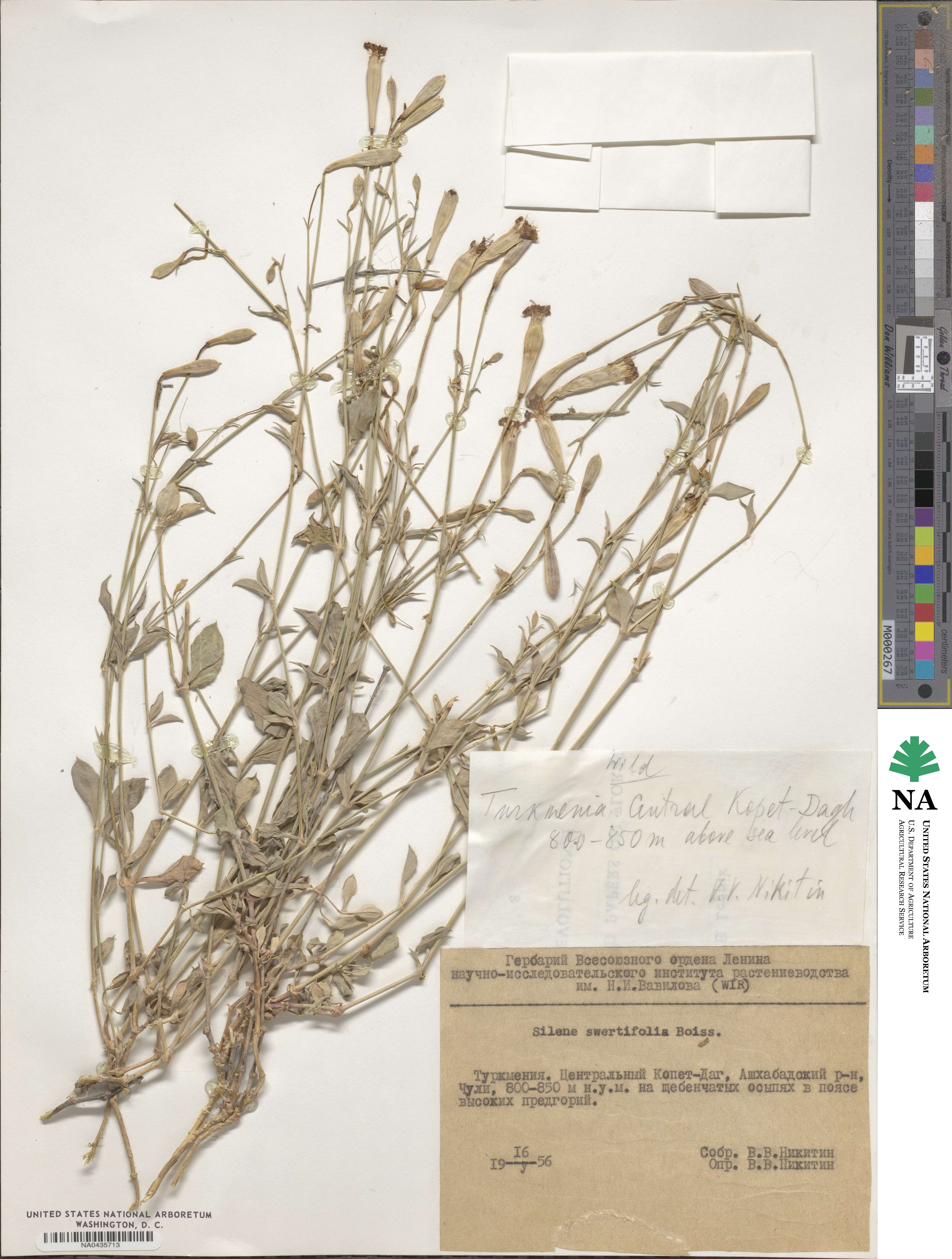 Silene swertiaefolia image