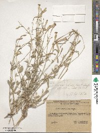 Silene swertiaefolia image