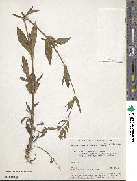 Silene viscosa image