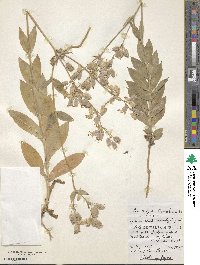 Silene vulgaris image