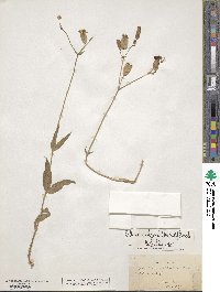 Silene vulgaris image