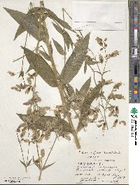 Silene vulgaris image