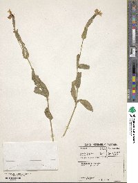 Silene undulata subsp. undulata image