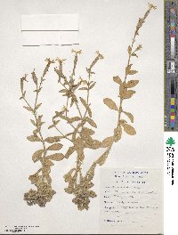 Silene undulata subsp. undulata image