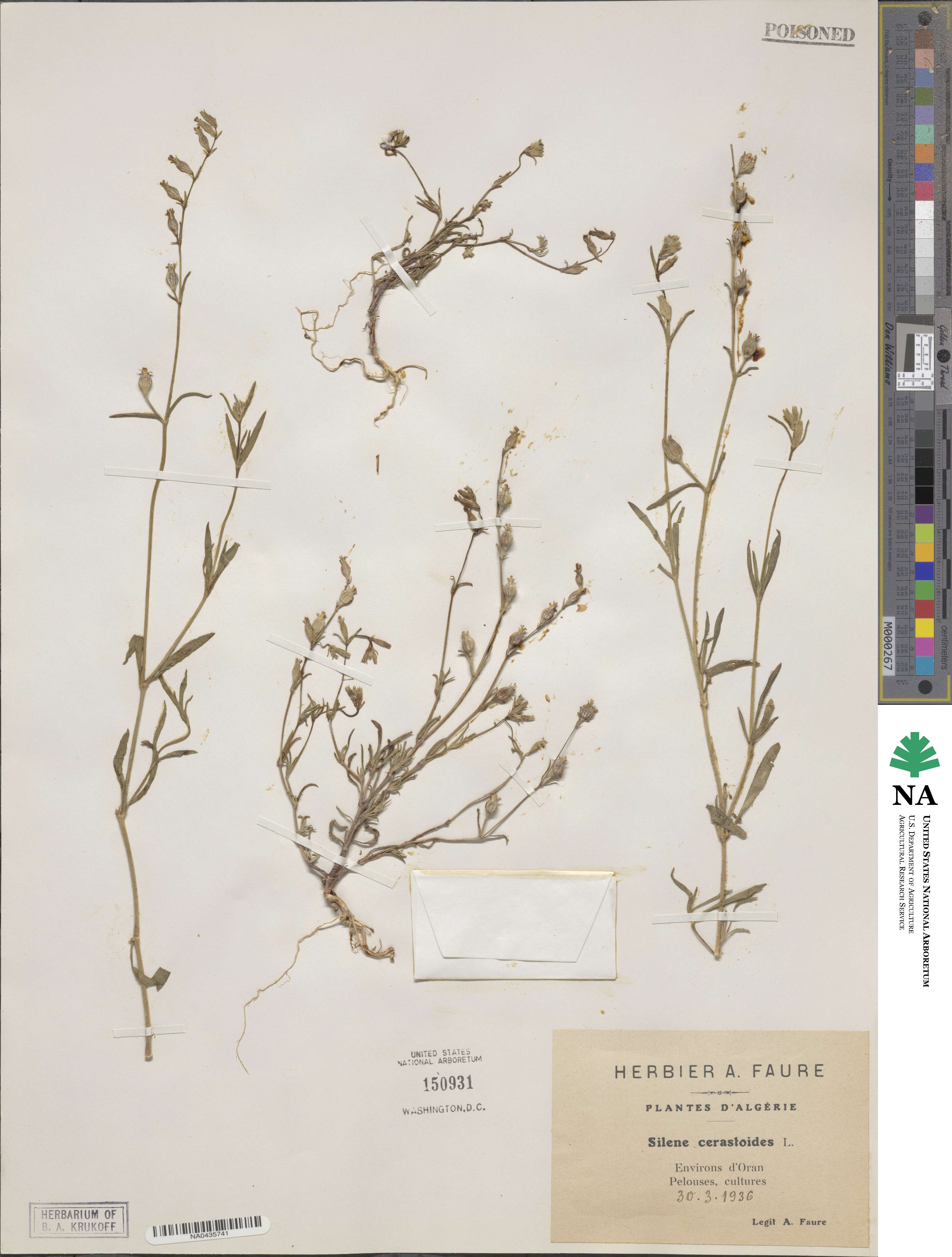 Silene cerastoides image