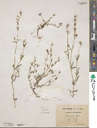 Silene cerastoides image