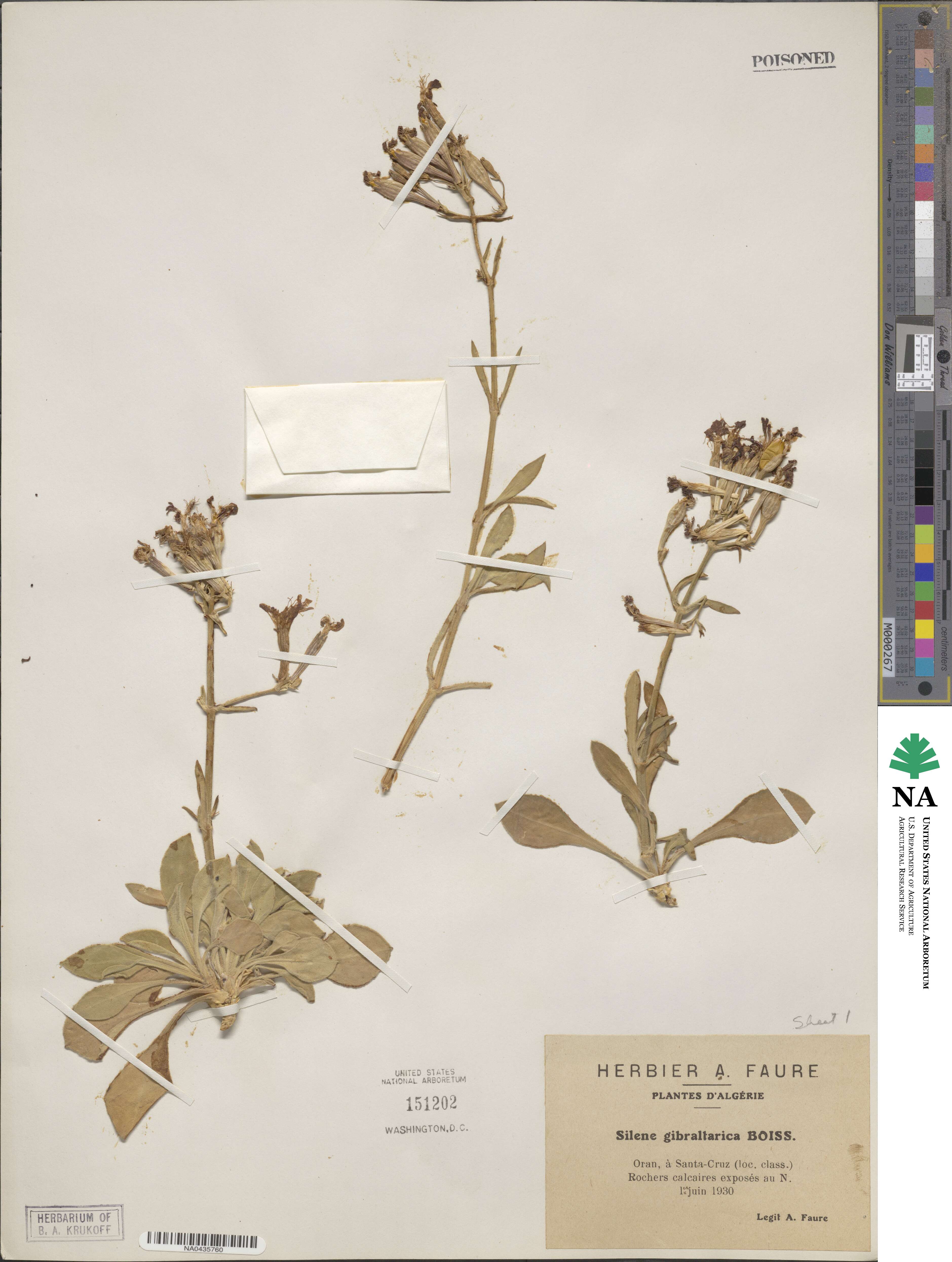 Silene tomentosa image