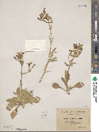 Silene tomentosa image