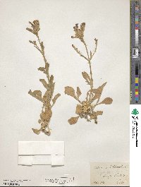 Silene tomentosa image