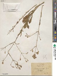 Silene mellifera image