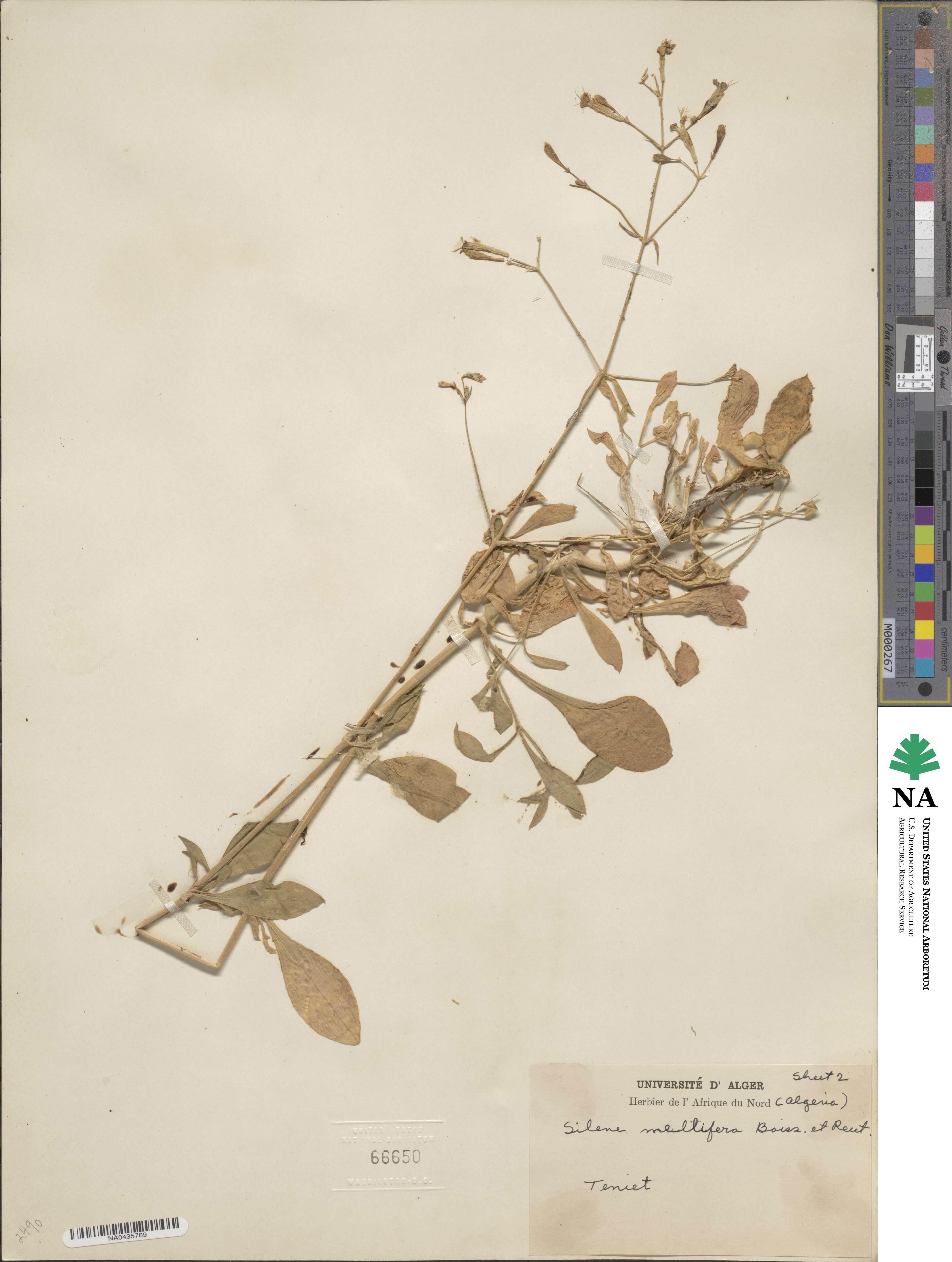 Silene mellifera image
