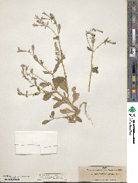 Silene pseudoatocion image