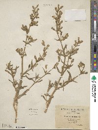 Silene ramosissima image